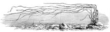 The Zostera marina, or grass-wrack, Mr. Harben's proposed substitute for cotton, 1862. Creator: Unknown