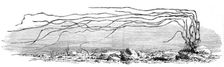 The Zostera marina, or grass-wrack, Mr. Harben's proposed substitute for cotton, 1862. Creator: Unknown
