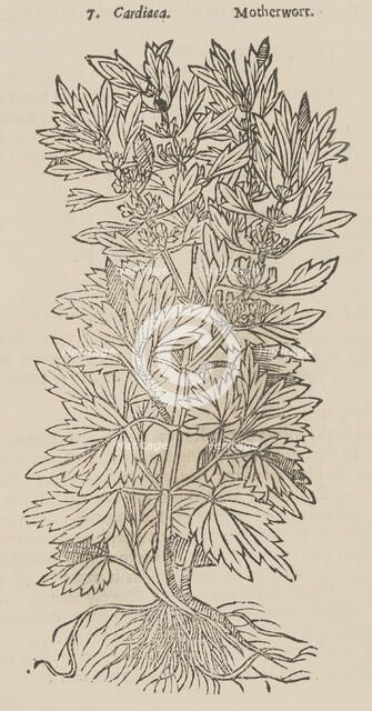 Theatrum Botanicum, the Theatre of Plants or An Universal and Compleat Herball., 1640. Creator: Unknown.