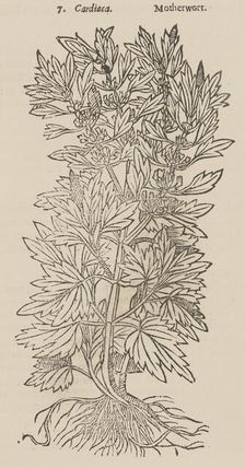 Theatrum Botanicum, the Theatre of Plants or An Universal and Compleat Herball., 1640. Creator: Unknown