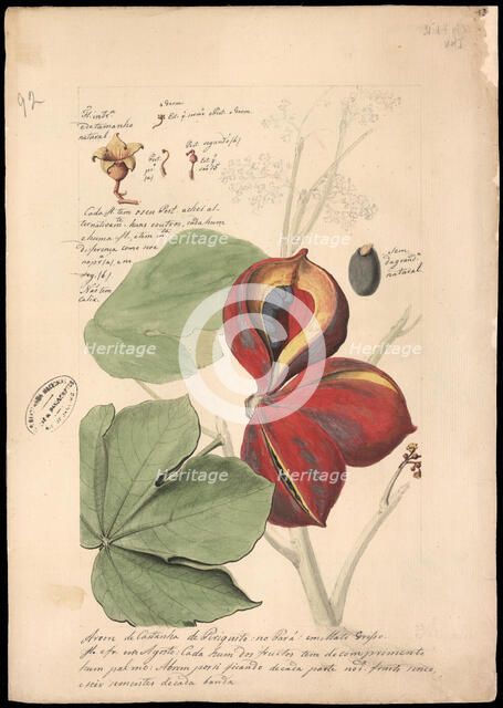 Theobroma bicolor, 1785. Creator: Freire, José Joaquim (1760-1847).