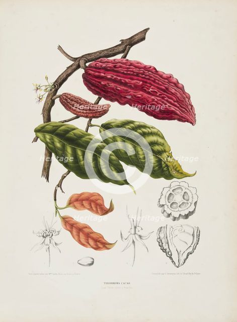 Theobroma, (Cacao tree), c1840-1890. Creator: Berthe Hoola van Nooten.