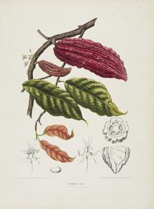Theobroma, (Cacao tree), c1840-1890. Creator: Berthe Hoola van Nooten