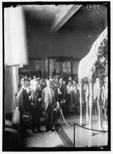 Theodore Roosevelt at National Museum, between 1914 and 1917. Creator: Harris & Ewing