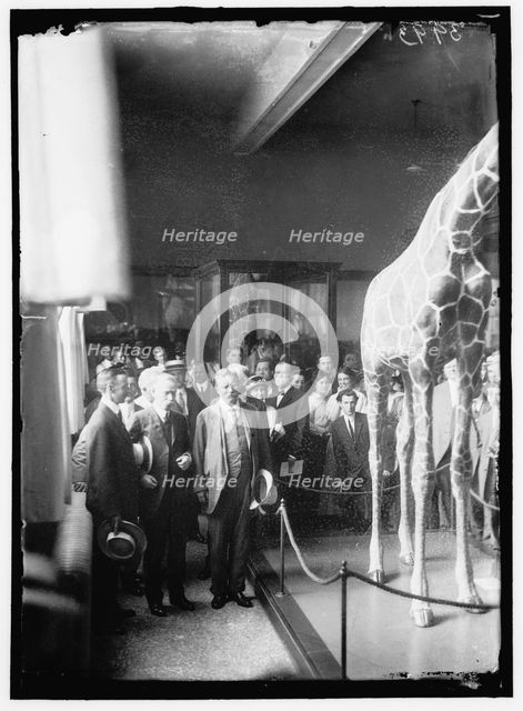 Theodore Roosevelt at National Museum, between 1914 and 1917. Creator: Harris & Ewing.