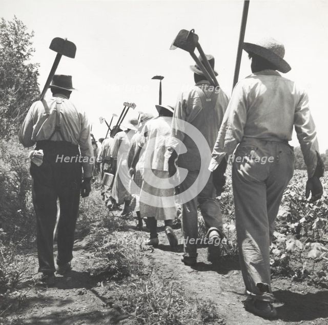 These cotton hoers work from 6 a.m. to 7 p.m. for $1.00 near Clarksdale, Mississippi, June-July 1937 Creators: Farm Security Administration, Dorothea Lange.