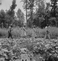 These cotton hoers work from 6 am to 7 pm for one dollar near Clarksdale, Mississippi, 1937. Creator: Dorothea Lange
