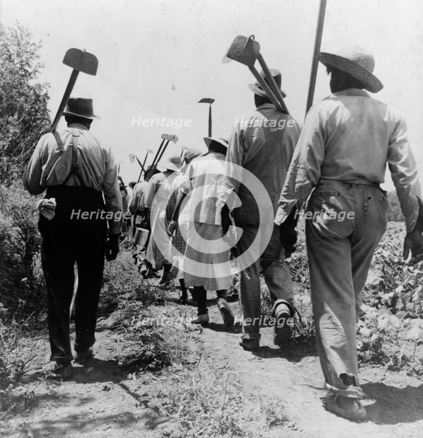 These cotton hoers work from 6 am to 7 pm for one dollar near Clarksdale, Mississippi, 1937. Creator: Dorothea Lange.
