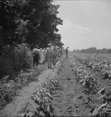 These cotton hoers work from 6 am to 7 pm for one dollar near Clarksdale, Mississippi, 1937. Creator: Dorothea Lange