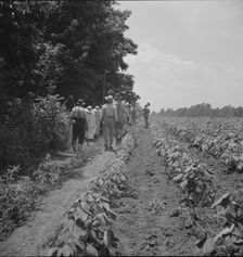 These cotton hoers work from 6 am to 7 pm for one dollar near Clarksdale, Mississippi, 1937. Creator: Dorothea Lange