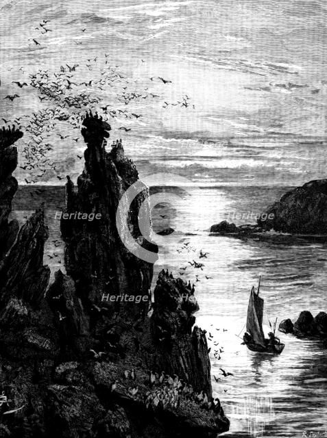 There in the dying light the puffins swam...and seagulls screamed...overhead, 1890. Creator: R. Taylor.
