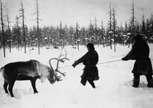 They Caught a Reindeer, 1890. Creator: Unknown