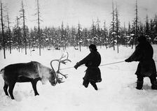 They Caught a Reindeer, 1890. Creator: Unknown