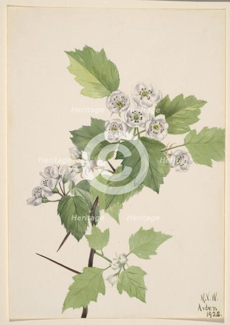 Thicket Hawthorn (Crataegus coccinea), 1922. Creator: Mary Vaux Walcott.