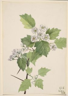 Thicket Hawthorn (Crataegus coccinea), 1922. Creator: Mary Vaux Walcott