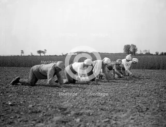 Thinning sugar beets, Isle of Ven, Sweden, 1925. Creator: Unknown.