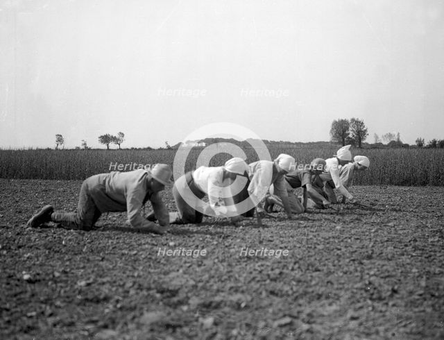 Thinning sugar beets, Isle of Ven, Sweden, 1925. Creator: Unknown.