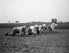 Thinning sugar beets, Isle of Ven, Sweden, 1925. Creator: Unknown