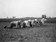 Thinning sugar beets, Isle of Ven, Sweden, 1925. Creator: Unknown