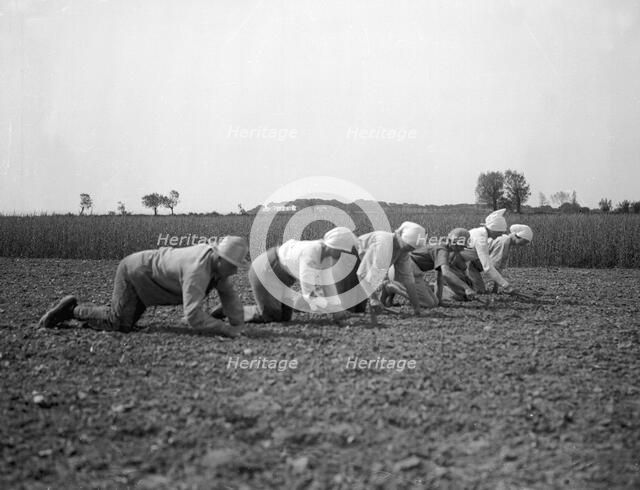 Thinning sugar beets, Isle of Ven, Sweden, 1925. Artist: Unknown