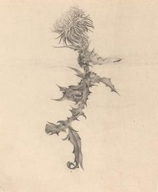 Thistle, 1890s. Creator: Karel Vitezslav Masek