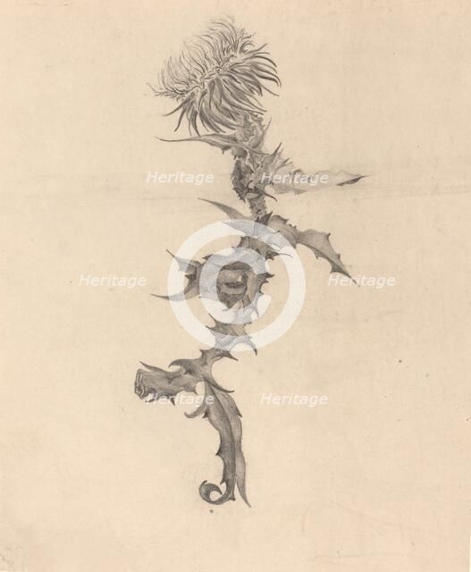 Thistle, 1890s. Creator: Karel Vitezslav Masek.