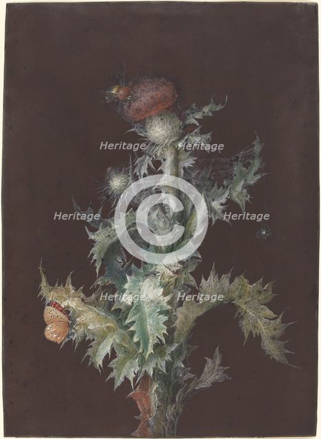 Thistle with Insects, c. 1755. Creator: Johann Christoph Dietzsch.