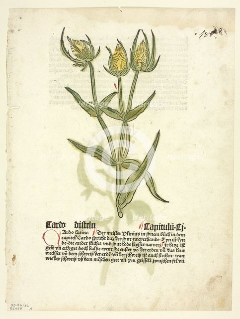Thistle (recto) and Thistle buds (verso) from Gart Der Gesundheit (also called Hortus...1929. Creator: Erhard Reuwich.