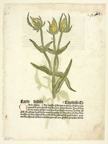 Thistle (recto) and Thistle buds (verso) from Gart Der Gesundheit (also called Hortus...1929. Creator: Erhard Reuwich