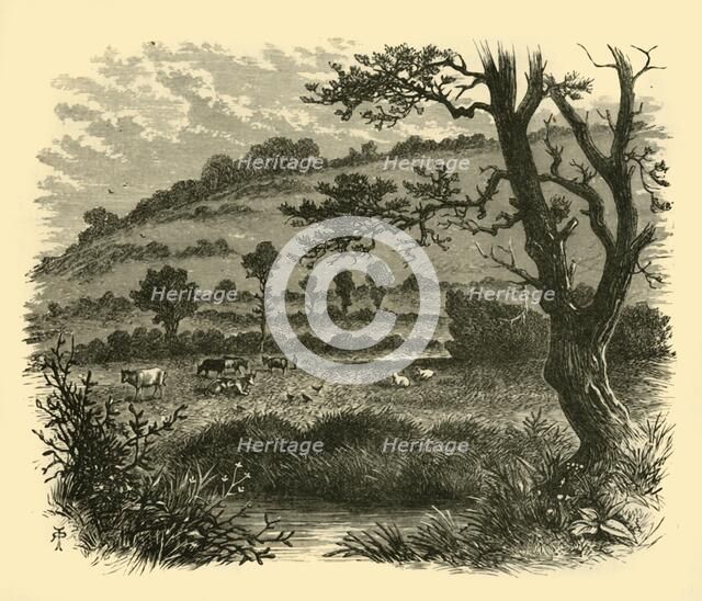 'Thistledon', 1898. Creator: Unknown.