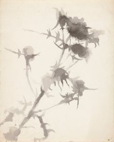 Thistles. Creator: Maria Wiik