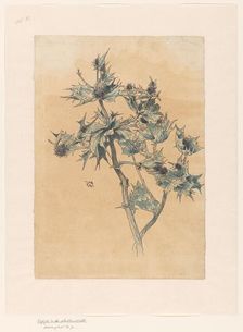 Thistles, in or before 1893. Creator: Willem Wenckebach