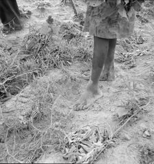 Thirteen year old daughter of Negro sharecropper..., Olive Hill, North Carolina, 1939. Creator: Dorothea Lange