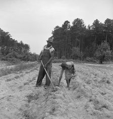 Thirteen year old daughter of Negro sharecropper planting..., near Olive Hill, North Carolina, 1939. Creator: Dorothea Lange