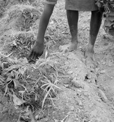 Thirteen year old daughter of Negro sharecropper planting..., Olive Hill, North Carolina, 1939. Creator: Dorothea Lange