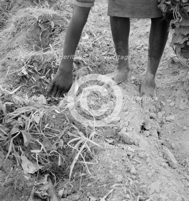 Thirteen year old daughter of Negro sharecropper planting..., Olive Hill, North Carolina, 1939. Creator: Dorothea Lange.