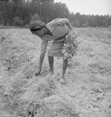 Thirteen year old daughter of Negro sharecropper planting..., Olive Hill, North Carolina, 1939. Creator: Dorothea Lange