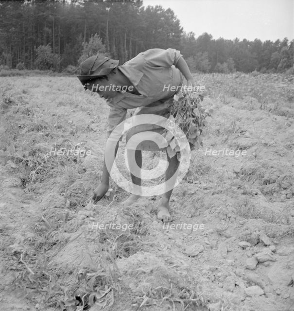 Thirteen year old daughter of Negro sharecropper planting..., Olive Hill, North Carolina, 1939. Creator: Dorothea Lange.