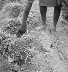 Thirteen year old daughter of Negro sharecropper planting..., Olive Hill, North Carolina, 1939. Creator: Dorothea Lange