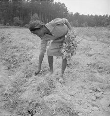 Thirteen year old daughter of Negro sharecropper planting..., Olive Hill, North Carolina, 1939. Creator: Dorothea Lange
