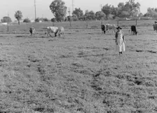 This farm of twelve acres operated as a prune ranch, Tulare County, California, 1938. Creator: Dorothea Lange