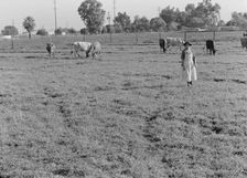 This farm of twelve acres operated as a prune ranch, Tulare County, California, 1938. Creator: Dorothea Lange