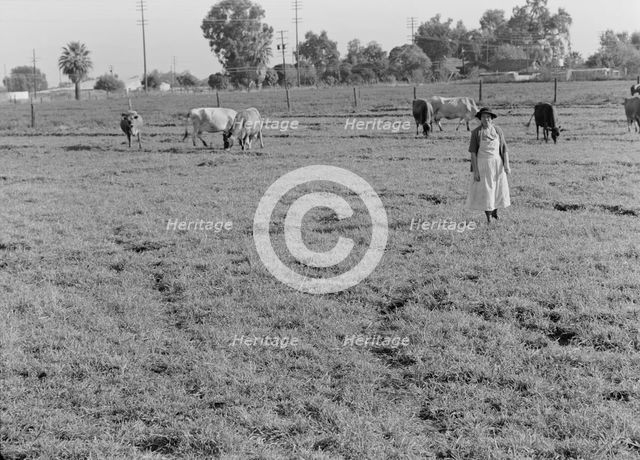 This farm of twelve acres operated as a prune ranch, Tulare County, California, 1938. Creator: Dorothea Lange.