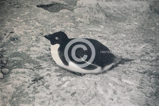 'This One Hasn't.', c1911, (1913). Artist: Herbert Ponting.