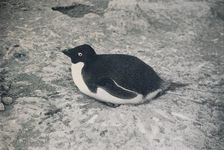 This One Hasn't. c1911, (1913). Artist: Herbert Ponting