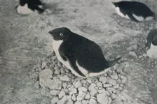 This Penguin Has An Industrious Mate c1911, (1913). Artist: Herbert Ponting