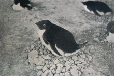 This Penguin Has An Industrious Mate c1911, (1913). Artist: Herbert Ponting