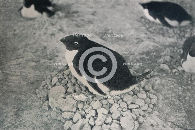 'This Penguin Has An Industrious Mate', c1911, (1913). Artist: Herbert Ponting.