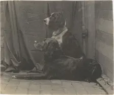[Thomas Eakins's Dog Harry and Another Setter], 1880s., 1880s. Creator: Thomas Eakins