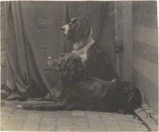 [Thomas Eakins's Dog Harry and Another Setter], 1880s., 1880s. Creator: Thomas Eakins